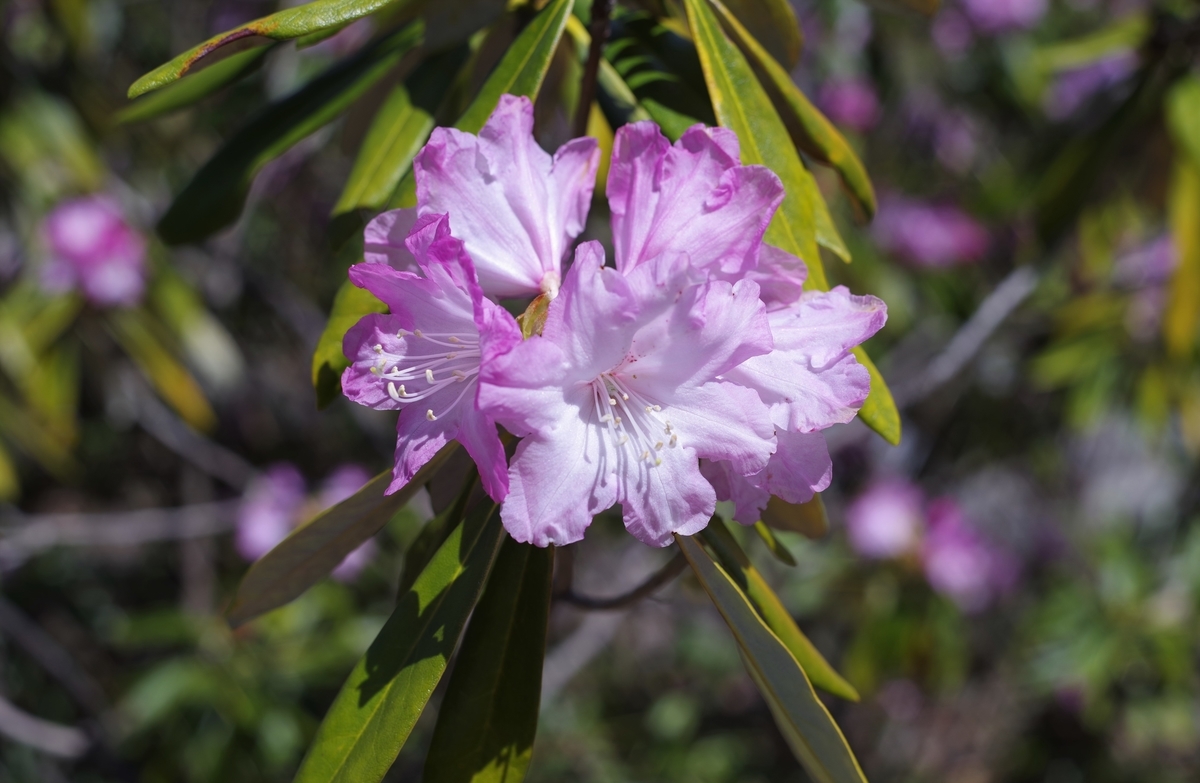 f:id:bsuga:20210507114838j:plain