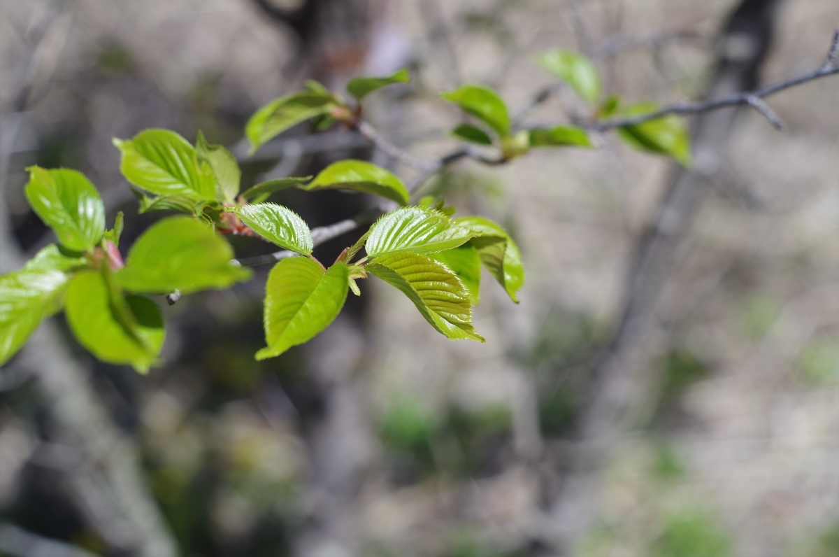 f:id:bsuga:20210507141208j:plain