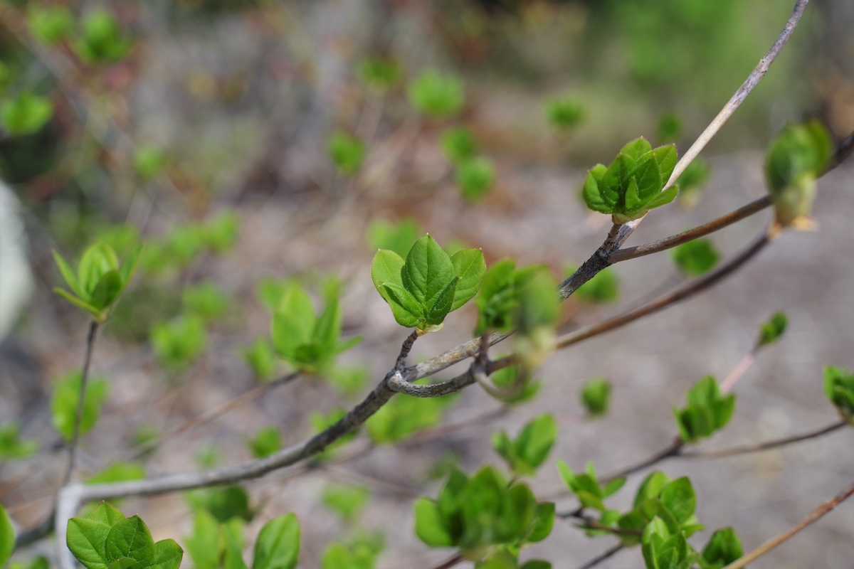 f:id:bsuga:20210507142040j:plain