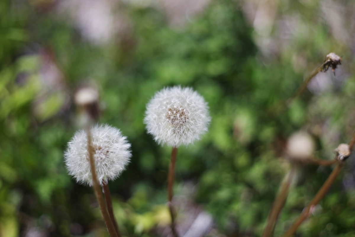 f:id:bsuga:20210507143141j:plain