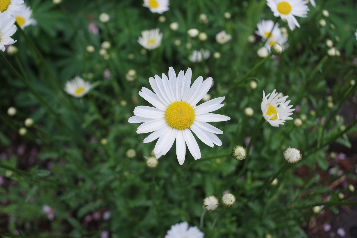 AUTO MAKINON 28mm F2.8 - 古レンズの風に吹かれて