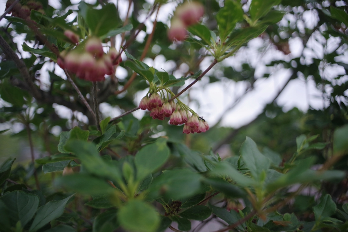AUTO MAKINON 28mm F2.8 - 古レンズの風に吹かれて