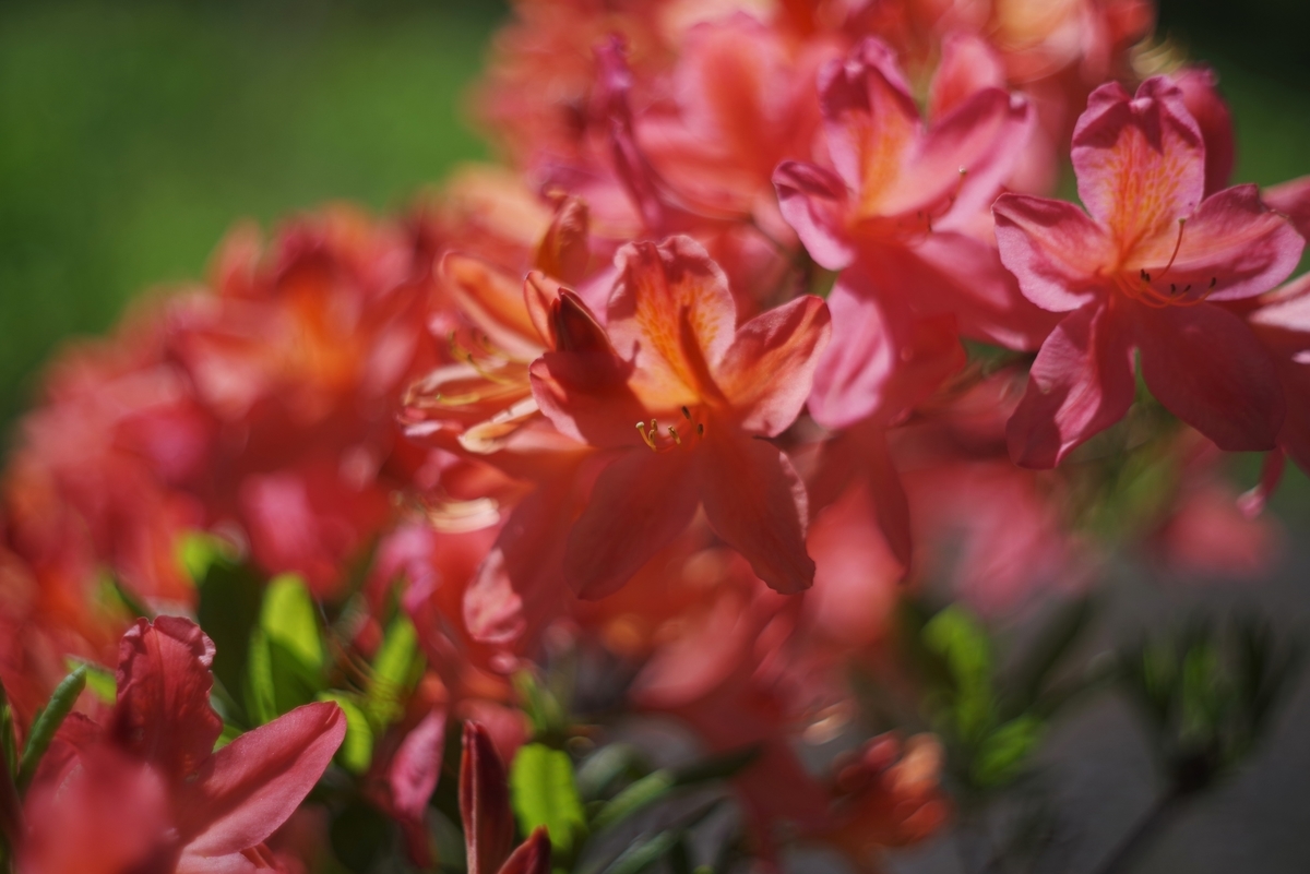 ARGUS AUTO-CINTAR 55mm F1.7 - 古レンズの風に吹かれて