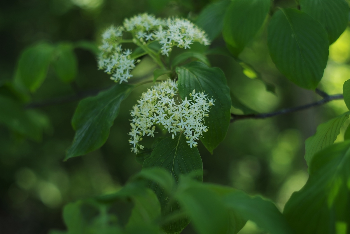ARGUS AUTO-CINTAR 55mm F1.7 - 古レンズの風に吹かれて