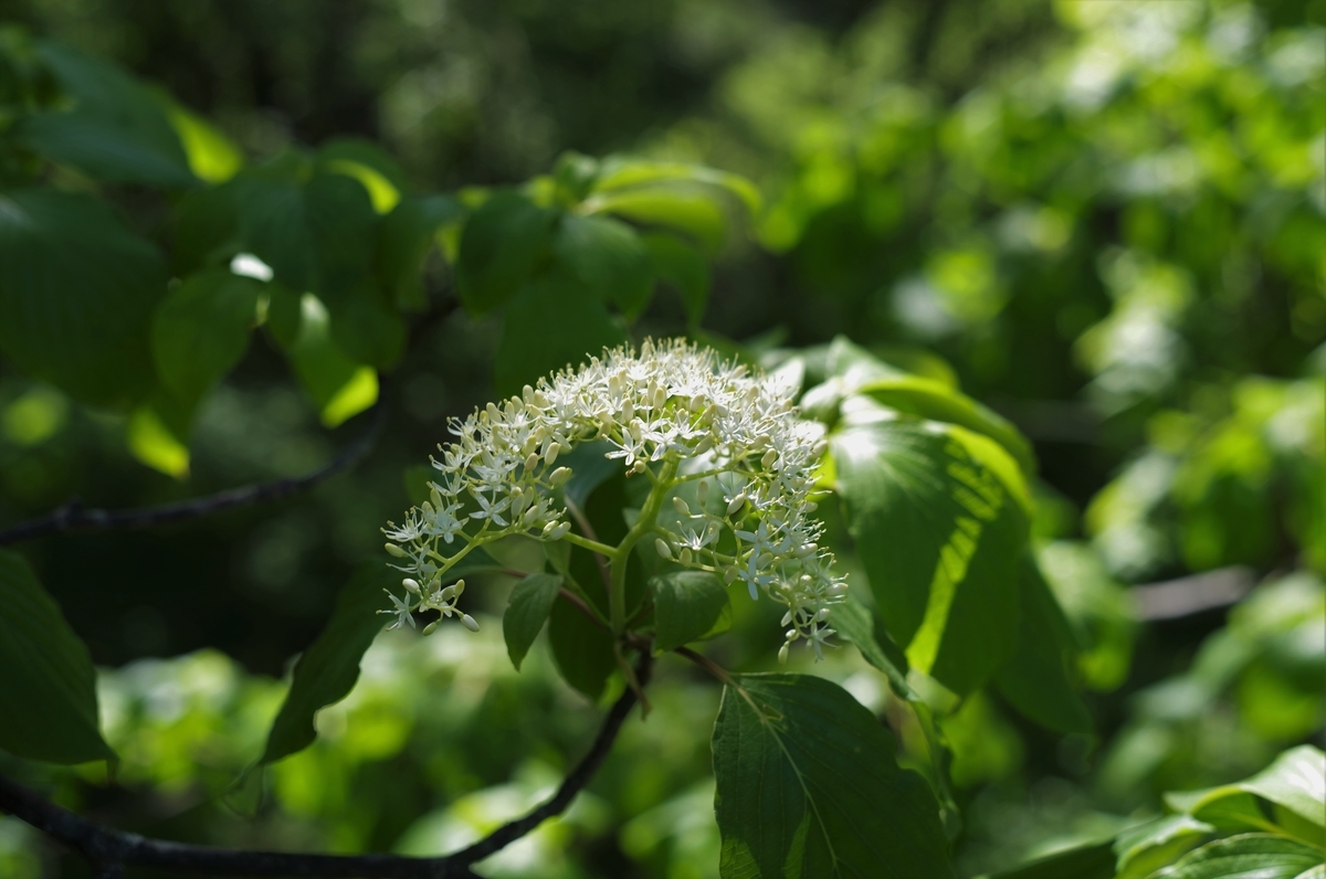 ARGUS AUTO-CINTAR 55mm F1.7 - 古レンズの風に吹かれて