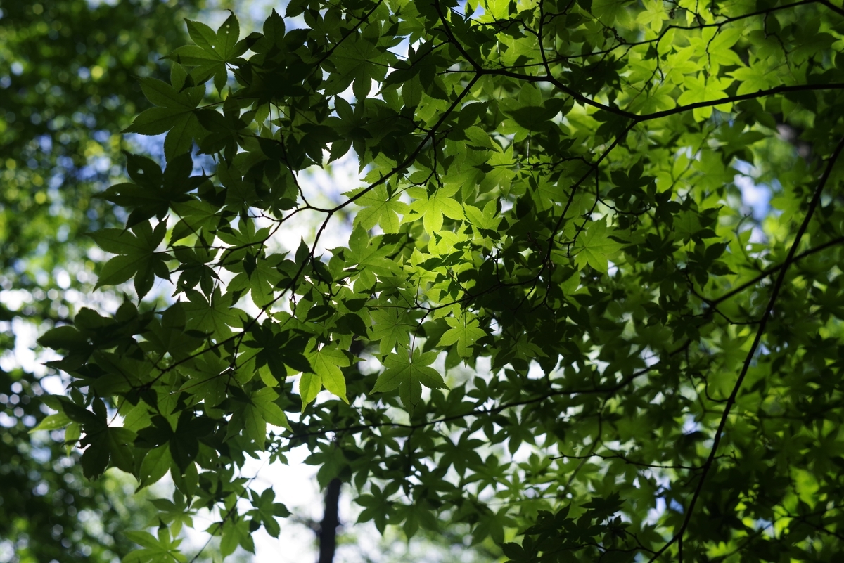 ARGUS AUTO-CINTAR 55mm F1.7 - 古レンズの風に吹かれて