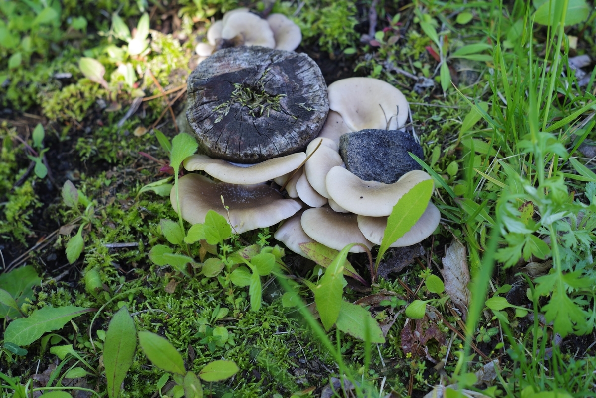 Argus Auto-Cintar 55mm F1.7 後期型(レア品) ◎ Aurgus (アーガス) Auto-Cintar 55mm/f1.7《富岡光学製》（M42）