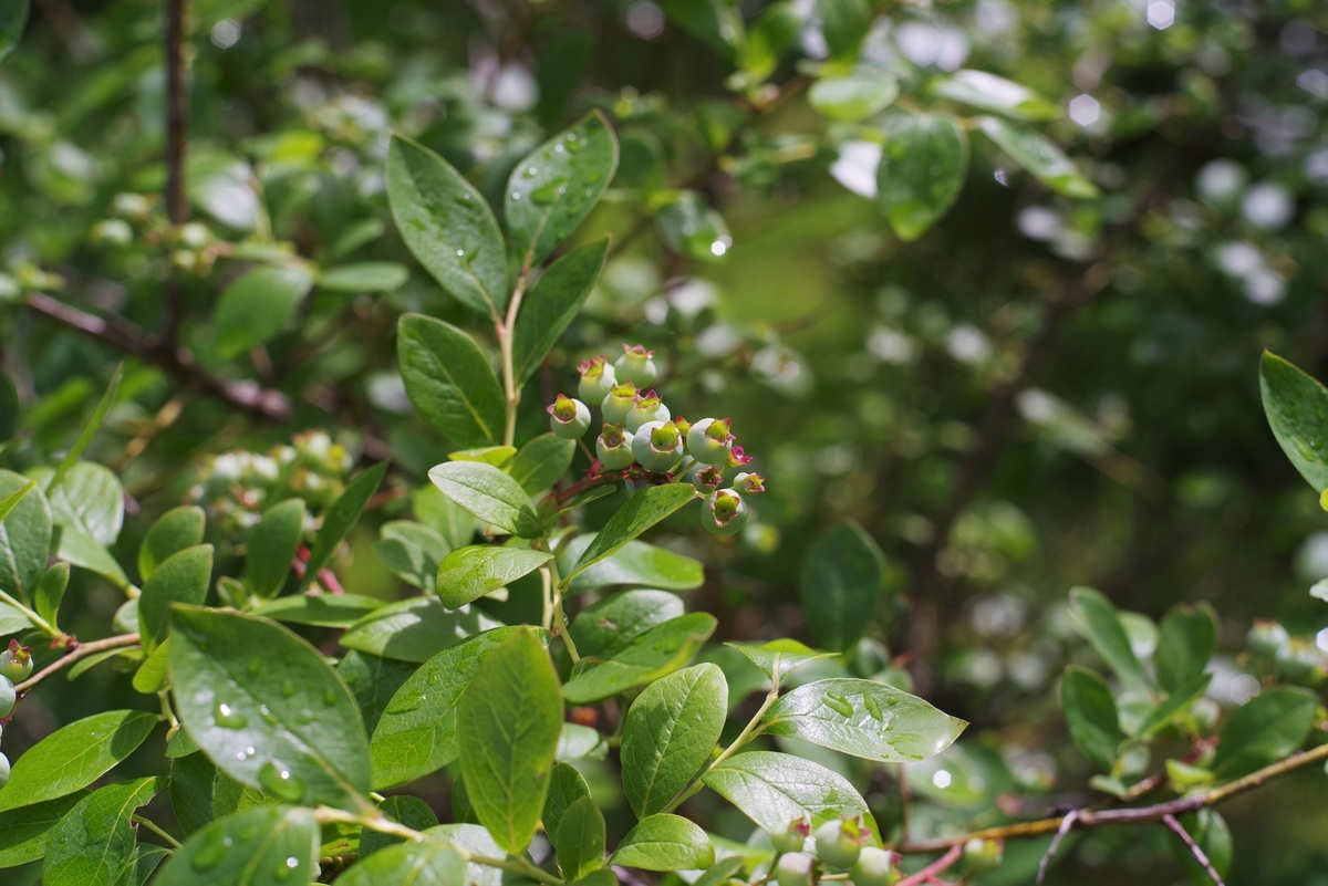 f:id:bsuga:20210703143753j:plain