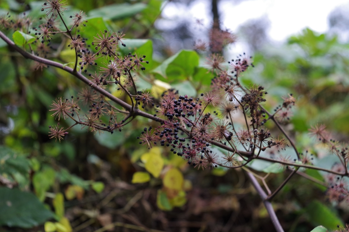 f:id:bsuga:20211014112833j:plain