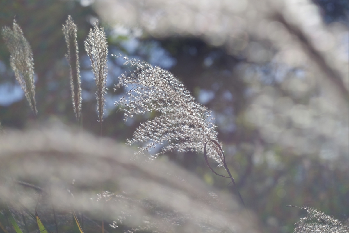 f:id:bsuga:20211015131957j:plain