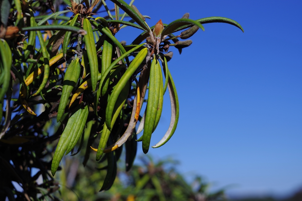 f:id:bsuga:20211015144034j:plain