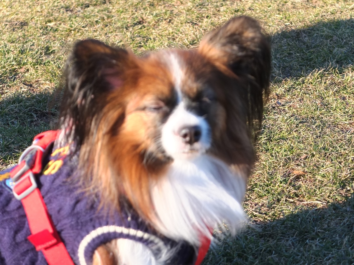 f:id:bsuga:20211216211629j:plain