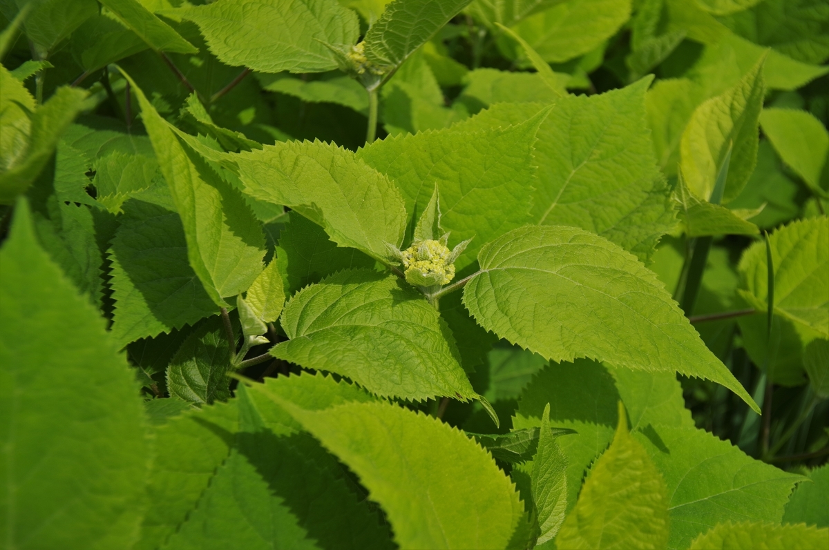 古レンズの風に吹かれて