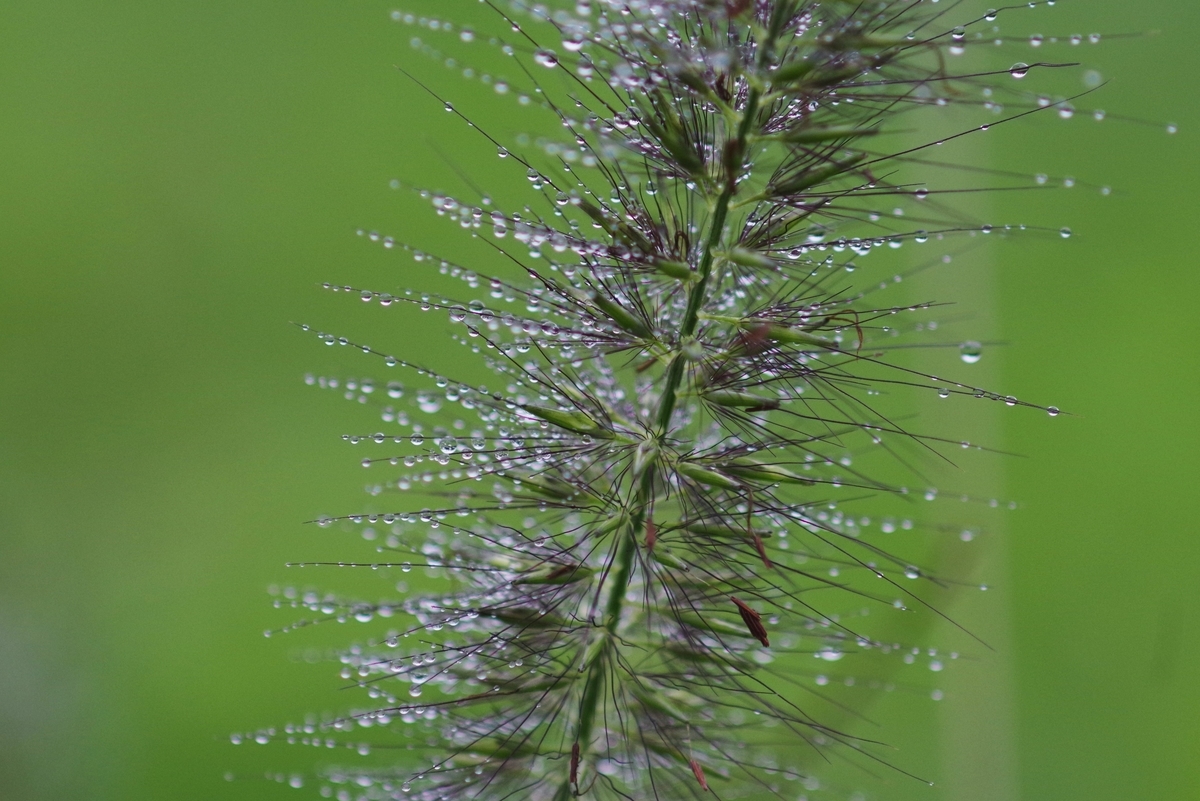 SMC MACRO-TAKUMAR/6×7 135mm F4 - 古レンズの風に吹かれて SMC MACRO-TAKUMAR/6×7 135mm F4 - 古レンズの風に吹かれて