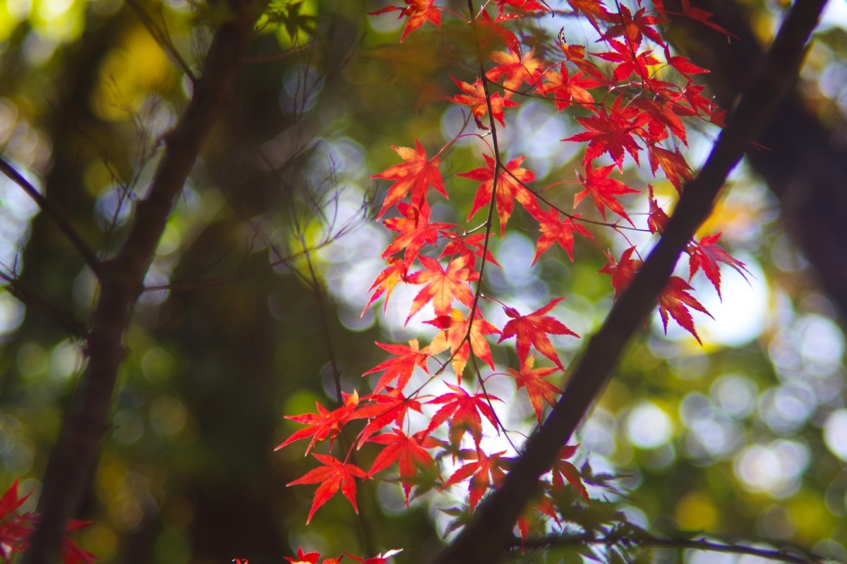 Sun Hi-Tele ZOOM 85-210mm F4.8 - 古レンズの風に吹かれて