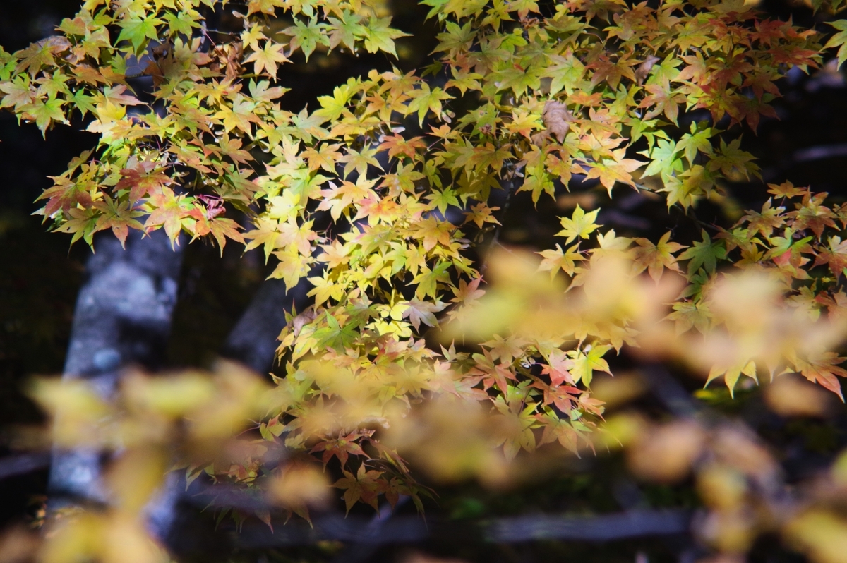 Sun Hi-Tele ZOOM 85-210mm F4.8 - 古レンズの風に吹かれて
