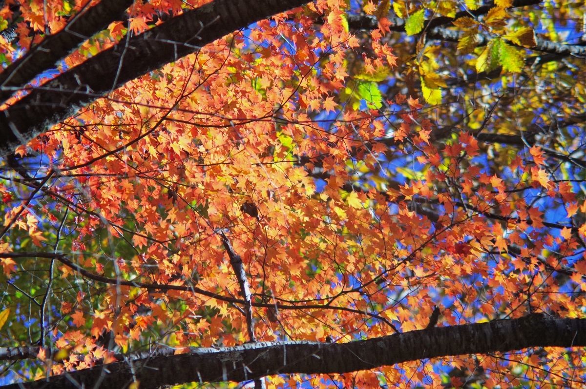 Sun Hi-Tele ZOOM 85-210mm F4.8 - 古レンズの風に吹かれて