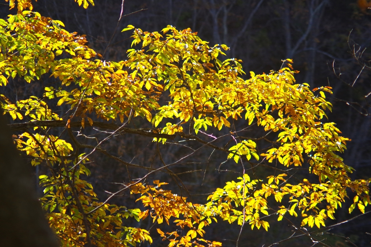 Sun Hi-Tele ZOOM 85-210mm F4.8 - 古レンズの風に吹かれて
