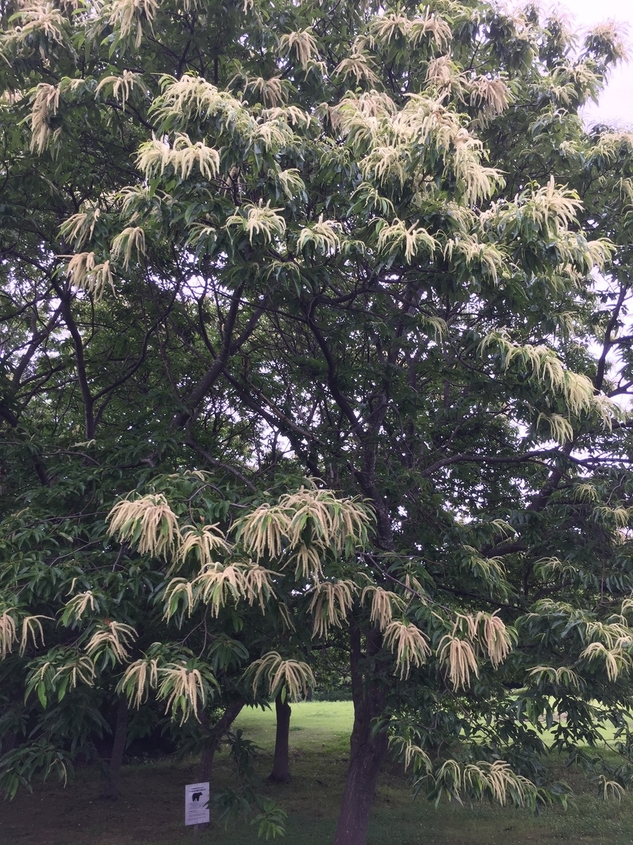 f:id:btejina:20190630162140j:plain