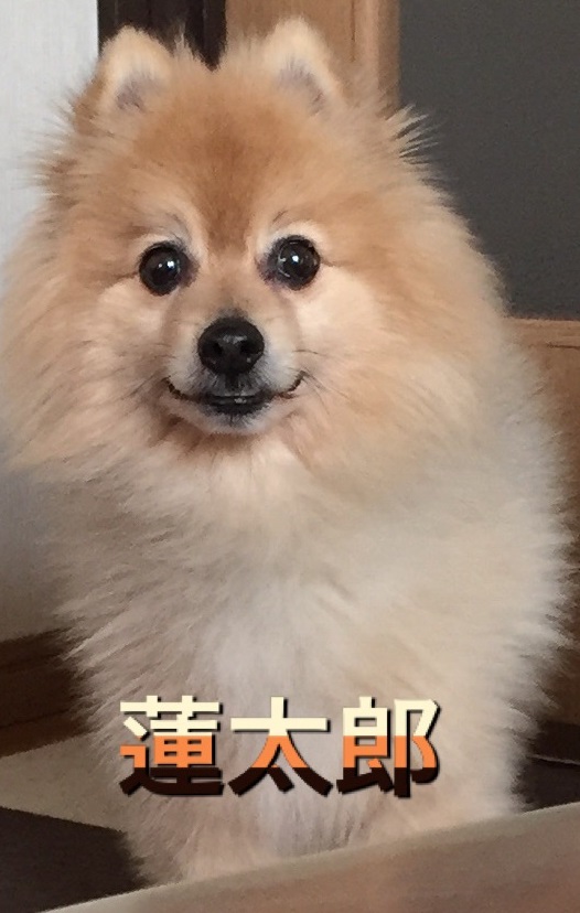 f:id:btejina:20210326204515j:plain