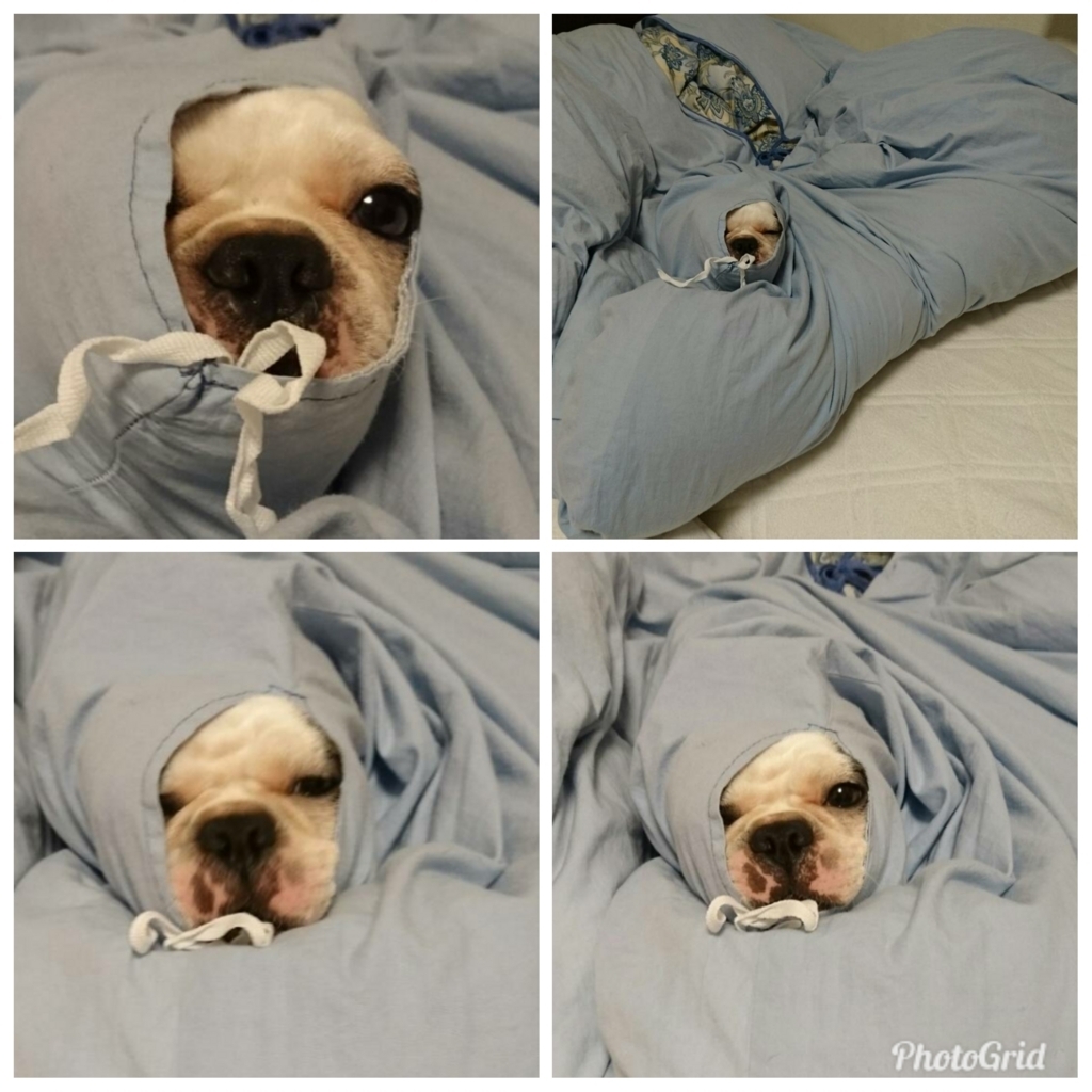 f:id:bu-621:20171106210157j:plain:w280