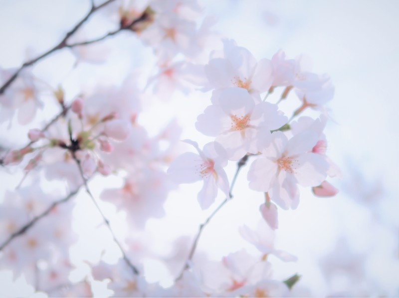 桜 桜