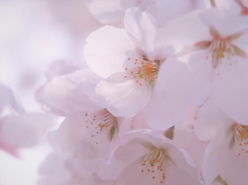桜 桜