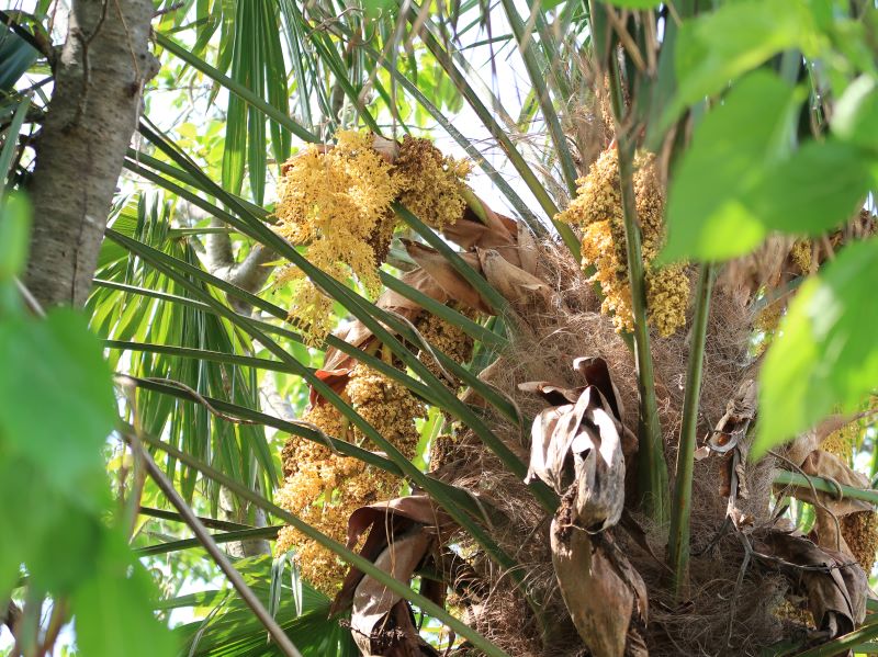 みどりの日 こもれび散歩 シュロの花 ブーさんとキリンの生活