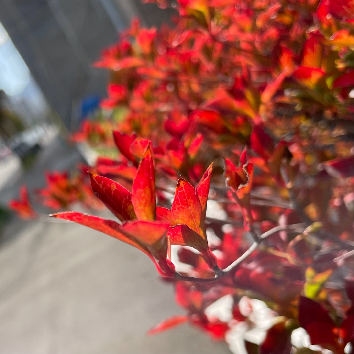 f:id:bubbleguitar:20241021155819j:image