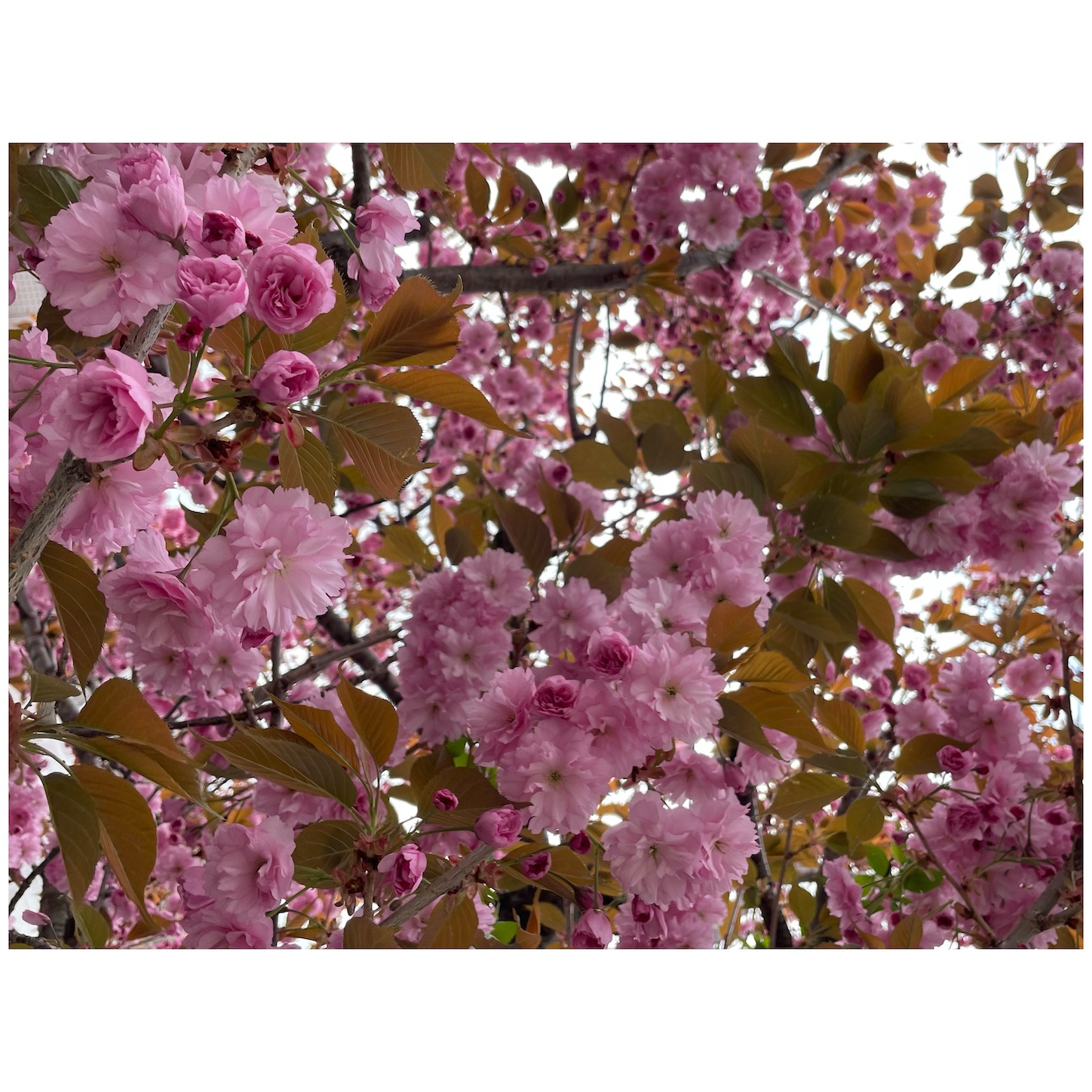 f:id:bubbleguitar:20250511063352j:image
