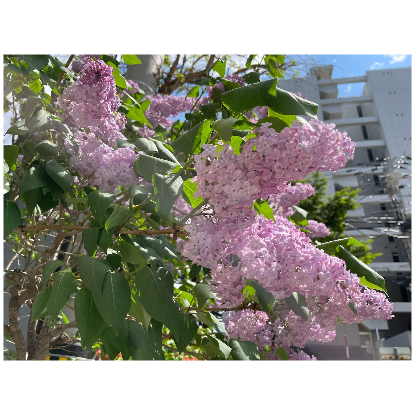 f:id:bubbleguitar:20250520154941j:image