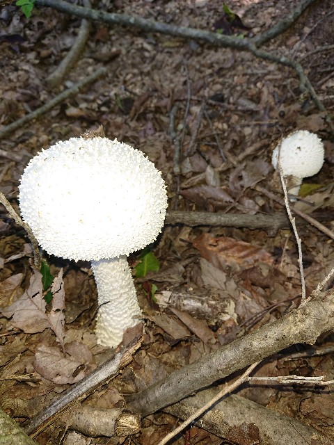 キノコとは 食の人気 最新記事を集めました はてな