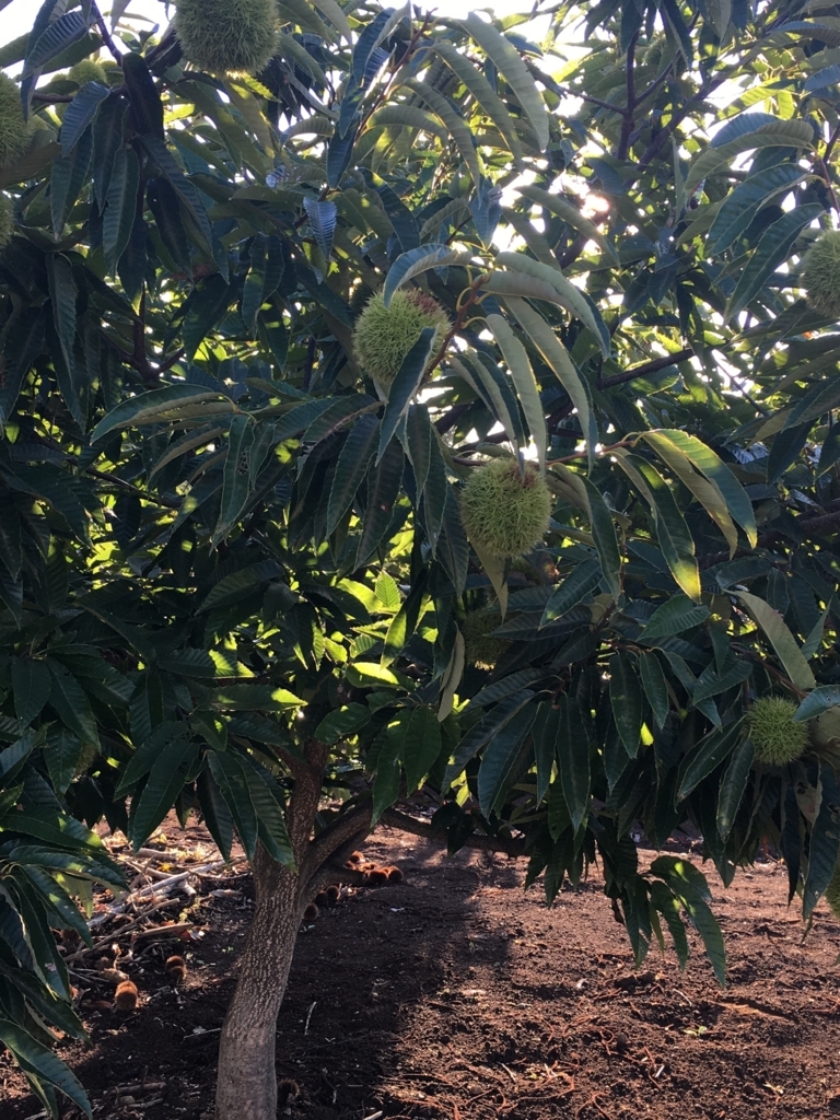 f:id:bubucyan-blog:20170903090425j:plain