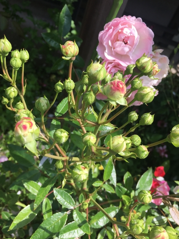 f:id:bubucyan-blog:20190522131420j:plain f:id:bubucyan-blog:20190522131420j:plain