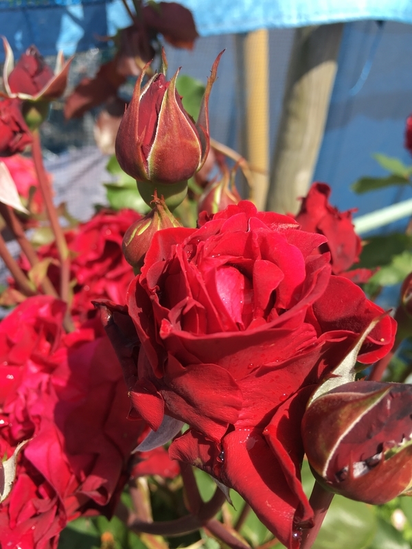 f:id:bubucyan-blog:20190522131429j:plain f:id:bubucyan-blog:20190522131429j:plain