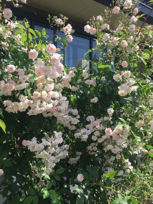 f:id:bubucyan-blog:20190522131438j:plain f:id:bubucyan-blog:20190522131438j:plain