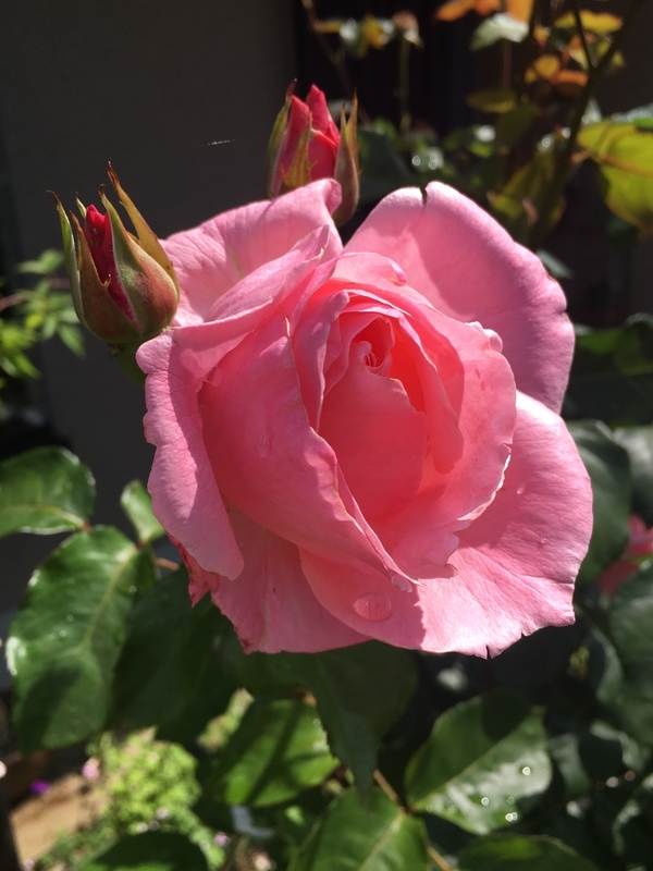 f:id:bubucyan-blog:20190522131448j:plain