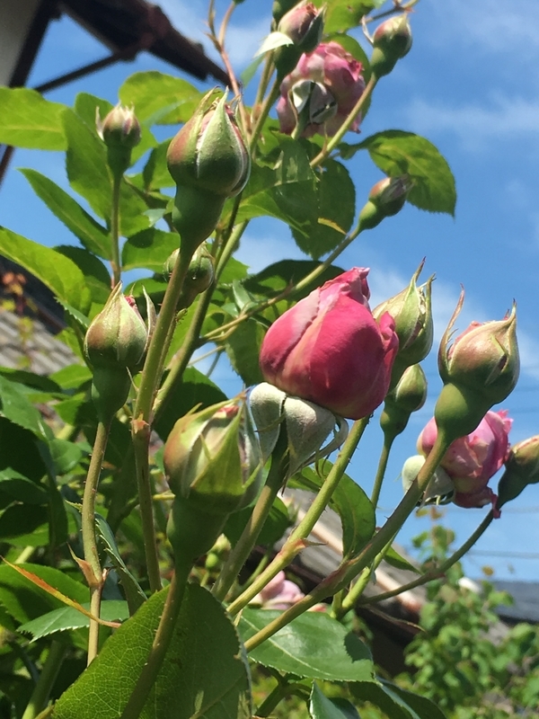 f:id:bubucyan-blog:20190522131458j:plain