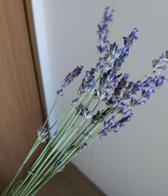 f:id:bubumin:20190626093114j:image f:id:bubumin:20190626093114j:image