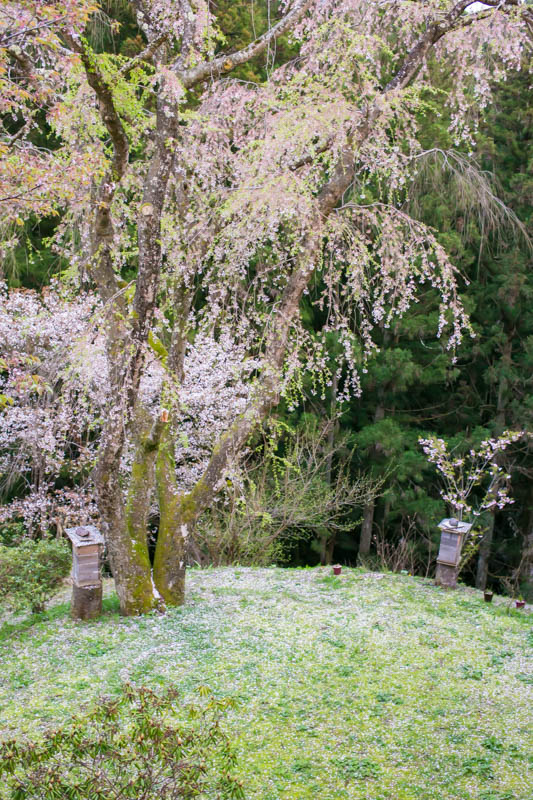 f:id:buchineko_okawari:20160504013148j:plain