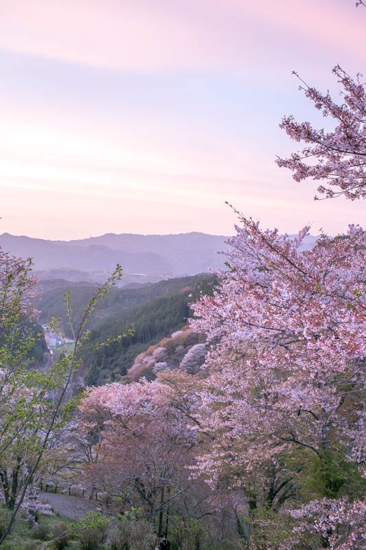 f:id:buchineko_okawari:20160504013255j:plain