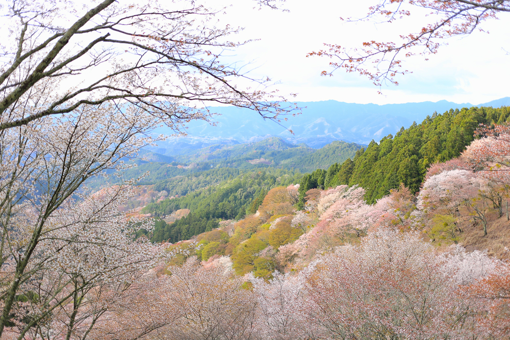 f:id:buchineko_okawari:20160506012722j:plain