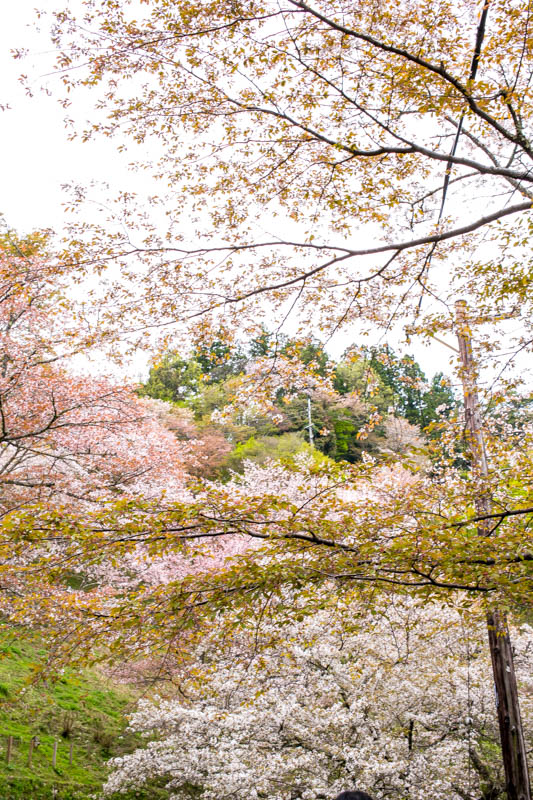 f:id:buchineko_okawari:20160509011242j:plain