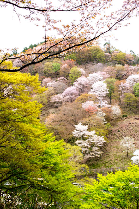 f:id:buchineko_okawari:20160509011253j:plain