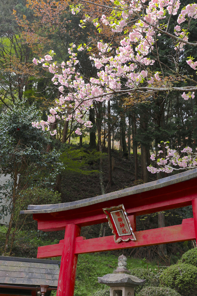 f:id:buchineko_okawari:20160509011336j:plain