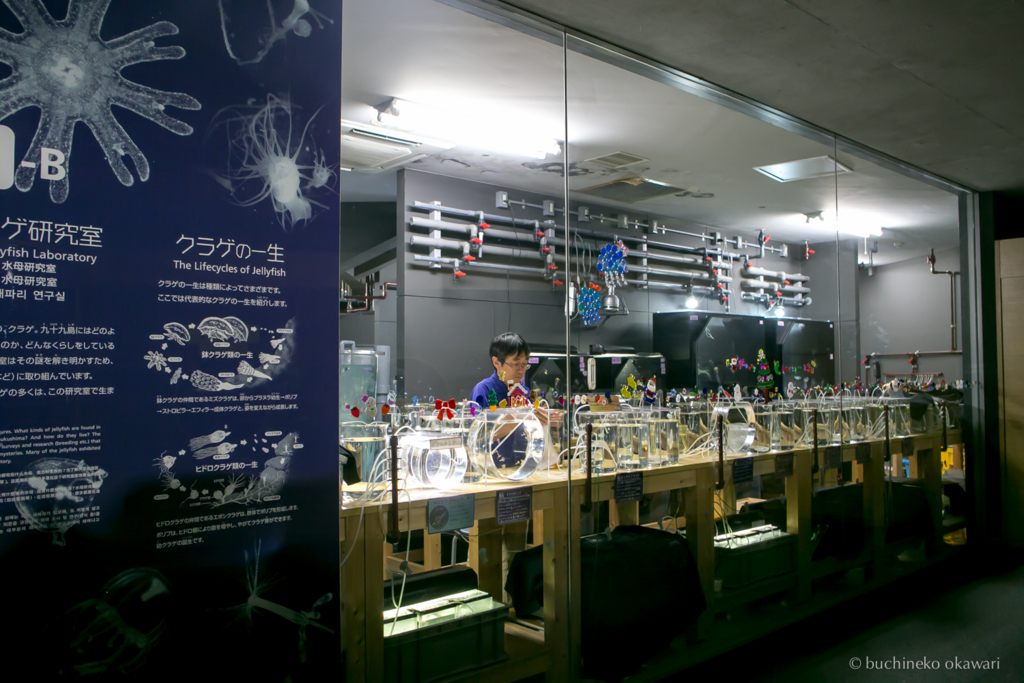 f:id:buchineko_okawari:20170109021951j:plain f:id:buchineko_okawari:20170109021951j:plain