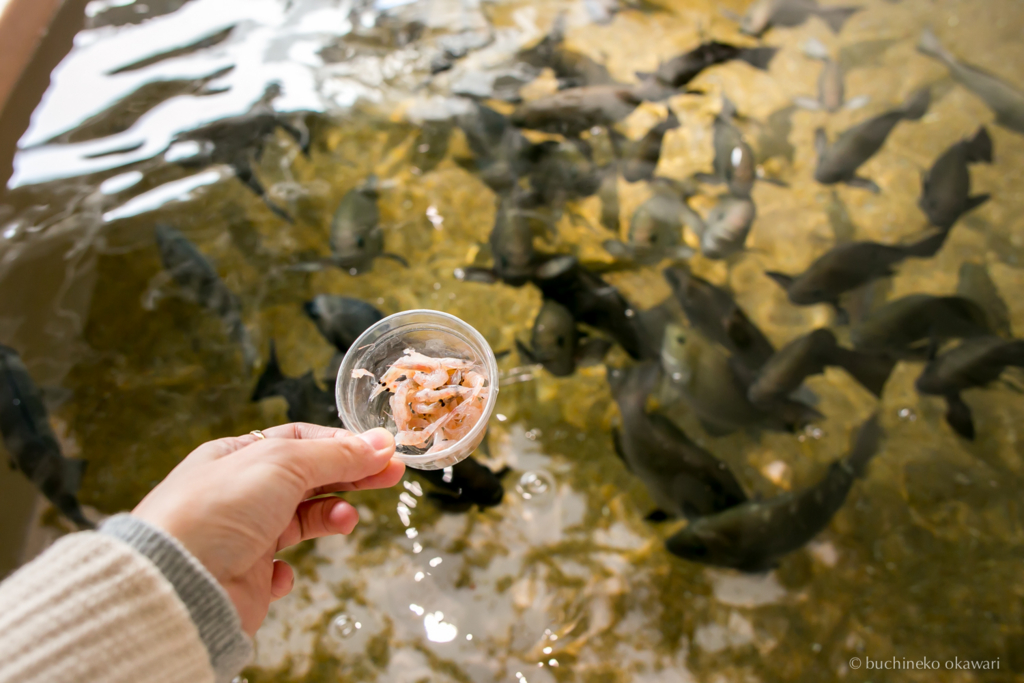 f:id:buchineko_okawari:20170109022000j:plain f:id:buchineko_okawari:20170109022000j:plain