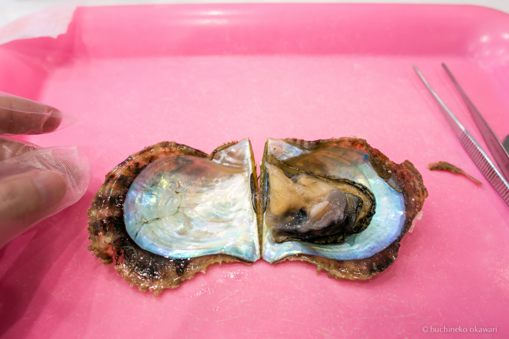 f:id:buchineko_okawari:20170109022015j:plain f:id:buchineko_okawari:20170109022015j:plain