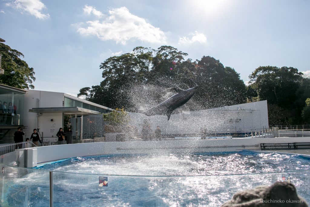 f:id:buchineko_okawari:20170109022037j:plain f:id:buchineko_okawari:20170109022037j:plain