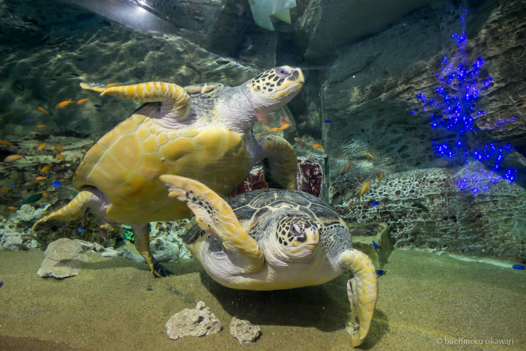 f:id:buchineko_okawari:20170109022046j:plain f:id:buchineko_okawari:20170109022046j:plain